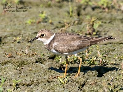 Corriere piccolo (Charadrius dubius)