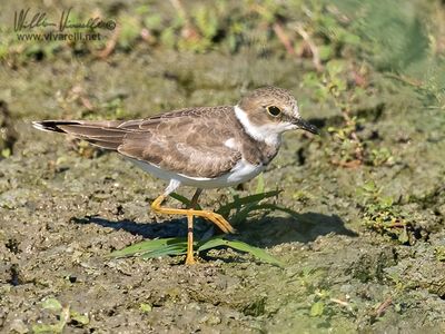 Corriere piccolo (Charadrius dubius)
