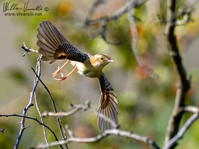 Beccamoschino (Cisticola juncidis)