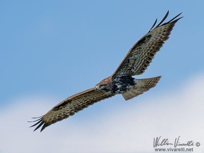 Poiana (Buteo buteo)