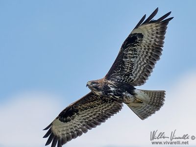 Poiana (Buteo buteo)