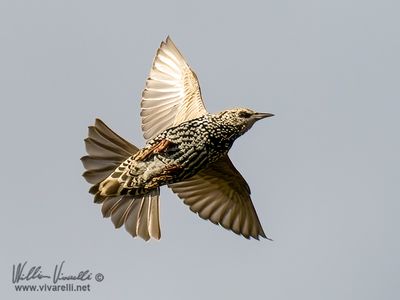 Storno (Sturnus vulgaris)