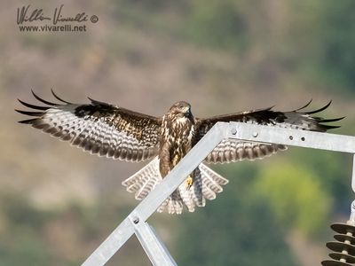 Poiana (Buteo buteo)