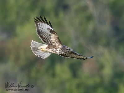 Poiana (Buteo buteo)