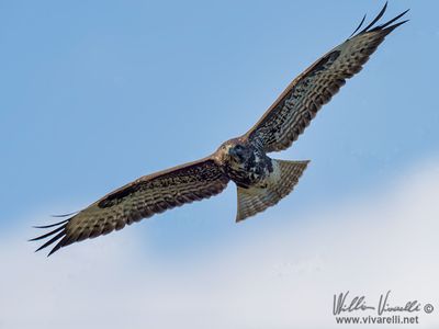 Poiana (Buteo buteo)