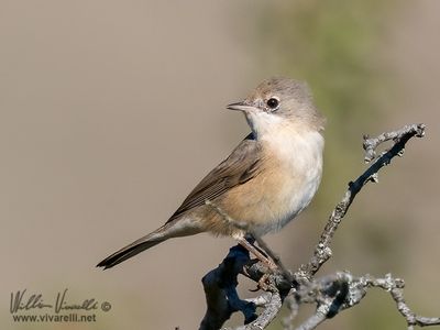Sterpazzolina (Sylvia cantillans)