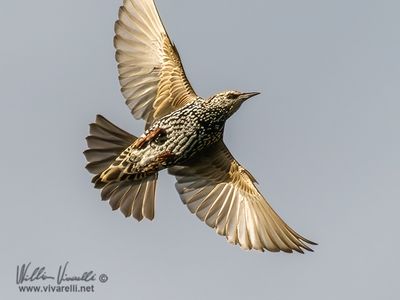Storno (Sturnus vulgaris)