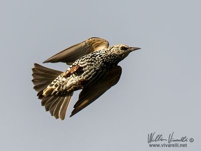 Storno (Sturnus vulgaris)