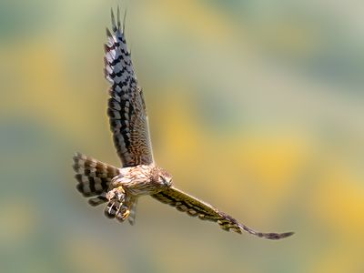 Albanella minore (Circus pygargus)