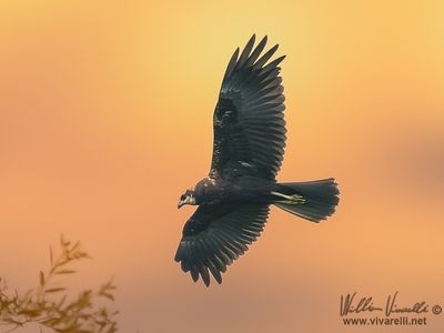 Falco di palude (Circus aeruginosus)