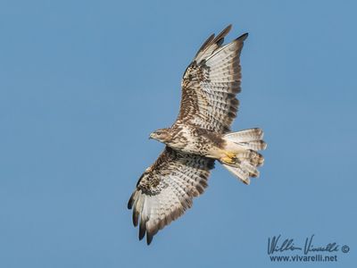 Poiana (Buteo buteo)