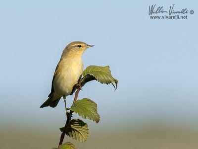 Luì piccolo (Phylloscopus collybita)