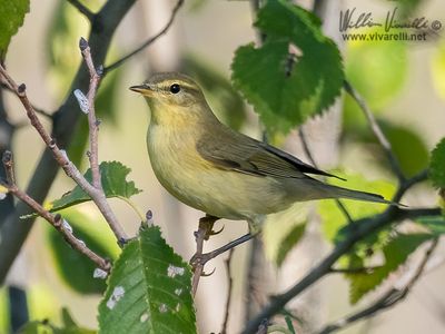 Luì piccolo (Phylloscopus collybita)
