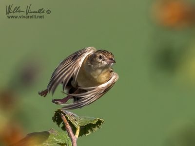 Beccamoschino (Cisticola juncidis)