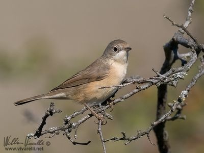 Sterpazzolina (Sylvia cantillans)