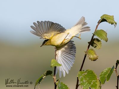 Luì piccolo (Phylloscopus collybita)