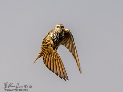 Storno (Sturnus vulgaris)