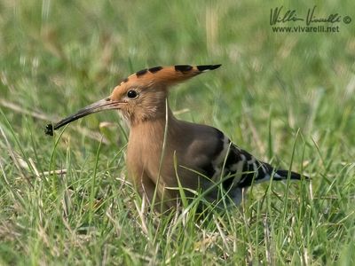 Upupa (Upupa epops)