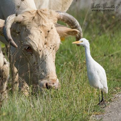 Airone guardabuoi (Bubulcus ibis)