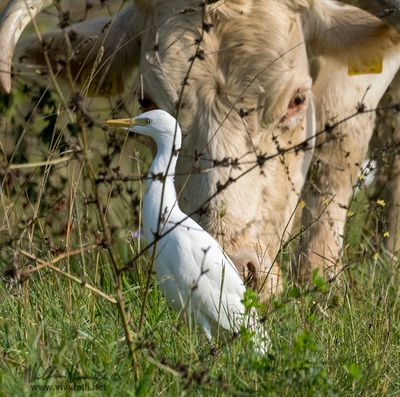 Airone guardabuoi (Bubulcus ibis)