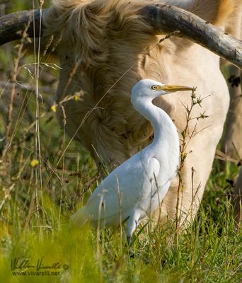 Airone guardabuoi (Bubulcus ibis)