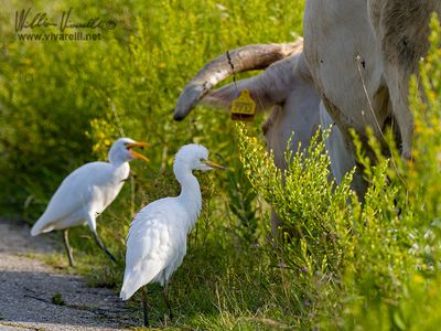 Airone guardabuoi (Bubulcus ibis)