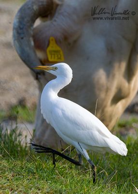 Airone guardabuoi (Bubulcus ibis)