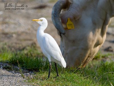 Airone guardabuoi (Bubulcus ibis)
