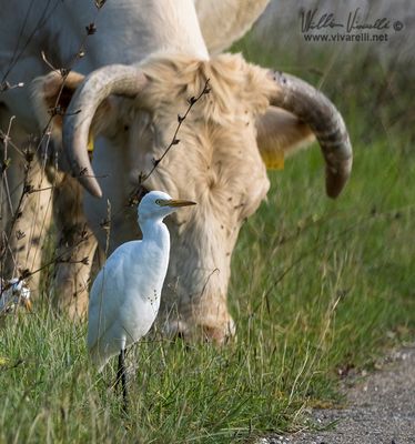 Airone guardabuoi (Bubulcus ibis)