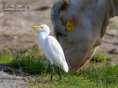 Airone guardabuoi (Bubulcus ibis)
