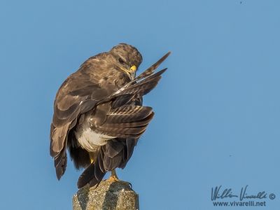 Poiana (Buteo buteo)