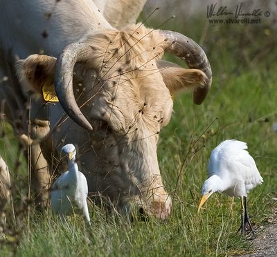 Airone guardabuoi (Bubulcus ibis)