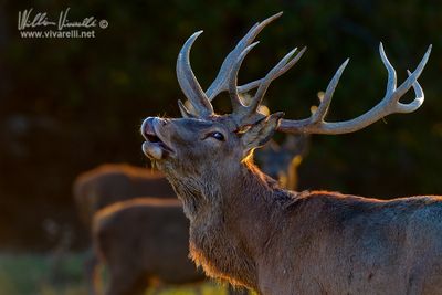 Cervo (Cervus elaphus) 