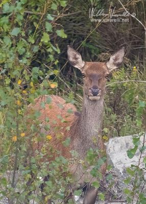 Cervo (Cervus elaphus)