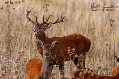 Cervo (Cervus elaphus)