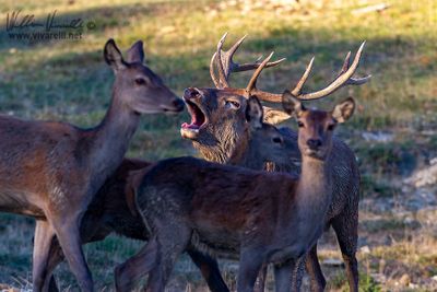 Cervo (Cervus elaphus)