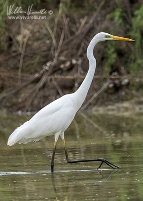 Airone bianco maggiore (Ardea alba)