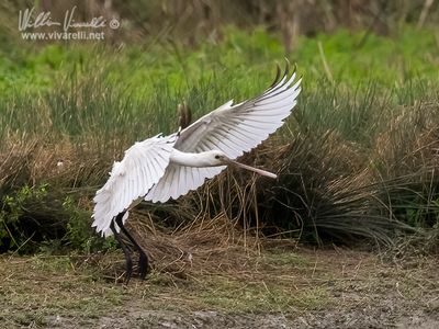 Spatola (Platalea leucorodia)