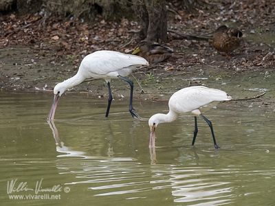 Spatola (Platalea leucorodia)