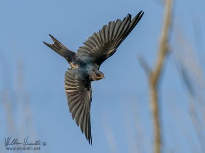 Rondine (Hirundo rustica)