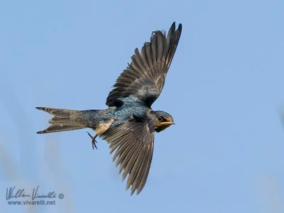 Rondine (Hirundo rustica)