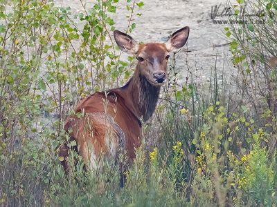Cervo (Cervus elaphus)