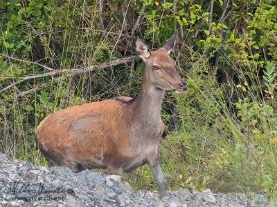 Cervo (Cervus elaphus)