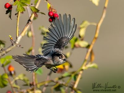 Codibugnolo (Aegithalos caudatus)