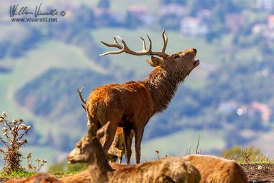 Cervo (Cervus elaphus)