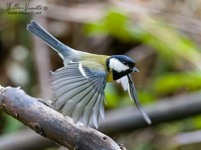 Cinciallegra (Parus major)