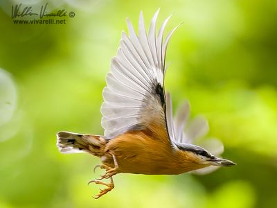picchio muratore (Sitta europaea)