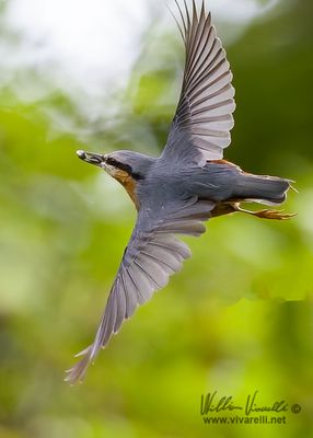 Picchio muratore (Sitta europaea)