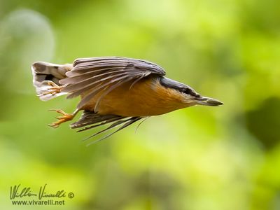 Picchio muratore (Sitta europaea)