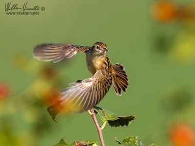 Beccamoschino (Cisticola juncidis)